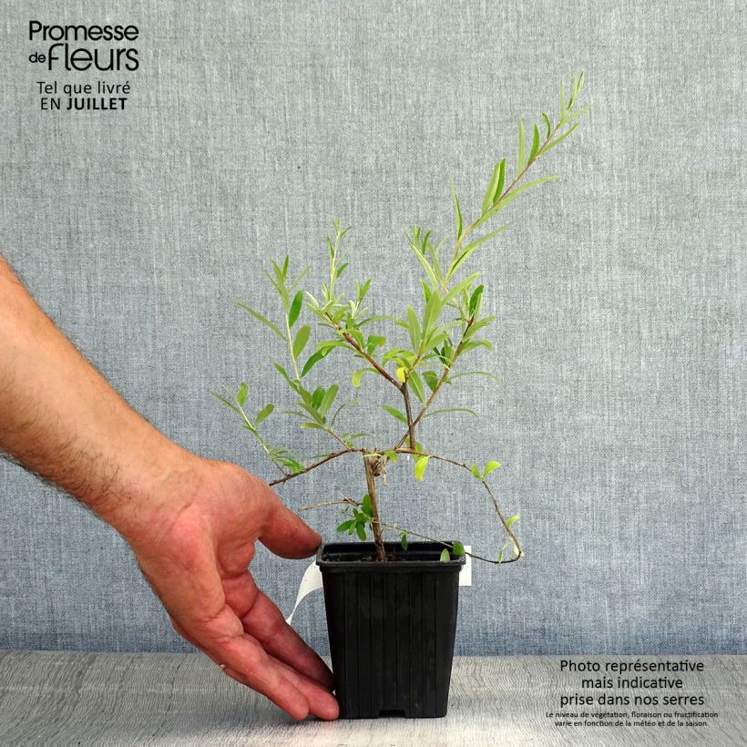 Esimerkki kesällä toimitetusta Kesäsyrikkä - Buddleja alternifolia Taimiruukku 8/9 cm-taimesta