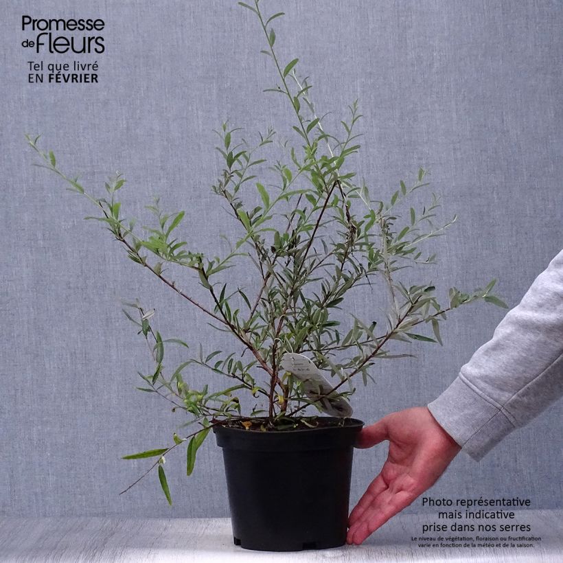 Esimerkki syksyllä toimitetusta Kesäsyrikkä - Buddleja alternifolia 3 litran/4 litran ruukku-taimesta