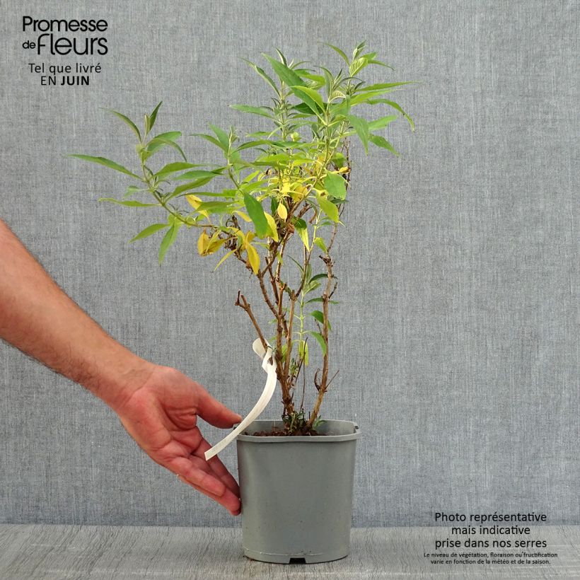 Esimerkki kesällä toimitetusta Syyssyrikkä Butterfly Tower Pot de 4L/5L-taimesta
