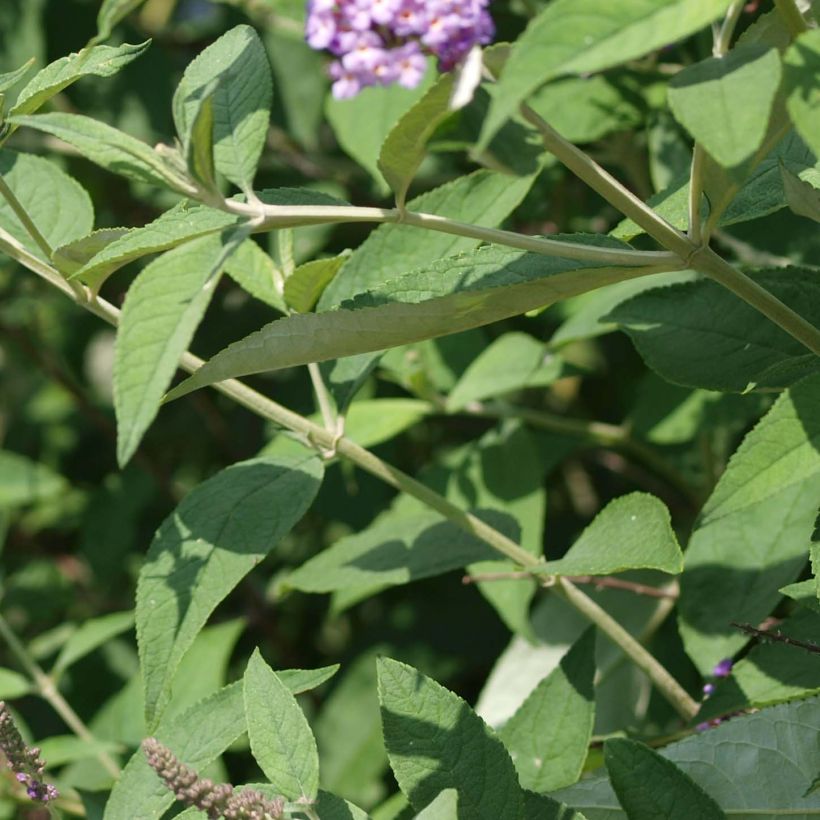 Syyssyrikkä Nanho Purple (Lehvistö)
