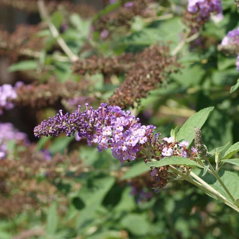 Syyssyrikkä Nanho Purple (Kukinta)