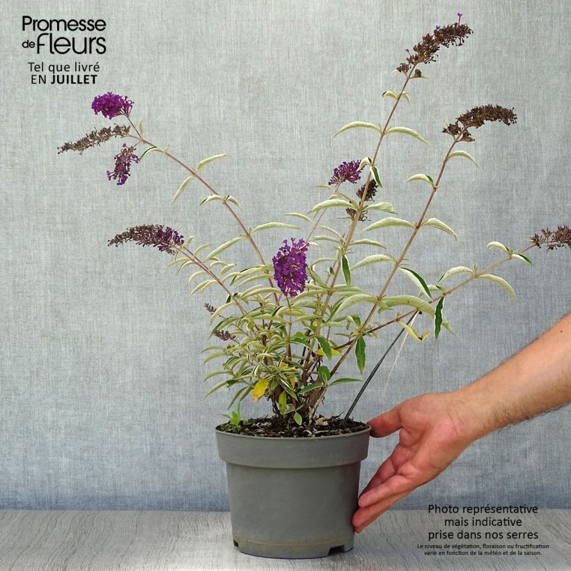 Esimerkki kesällä toimitetusta Syyssyrikkä Nanho Purple Pot de 2L/3L-taimesta
