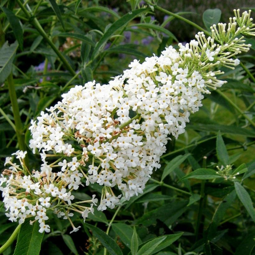Syyssyrikkä Nanho White (Kukinta)