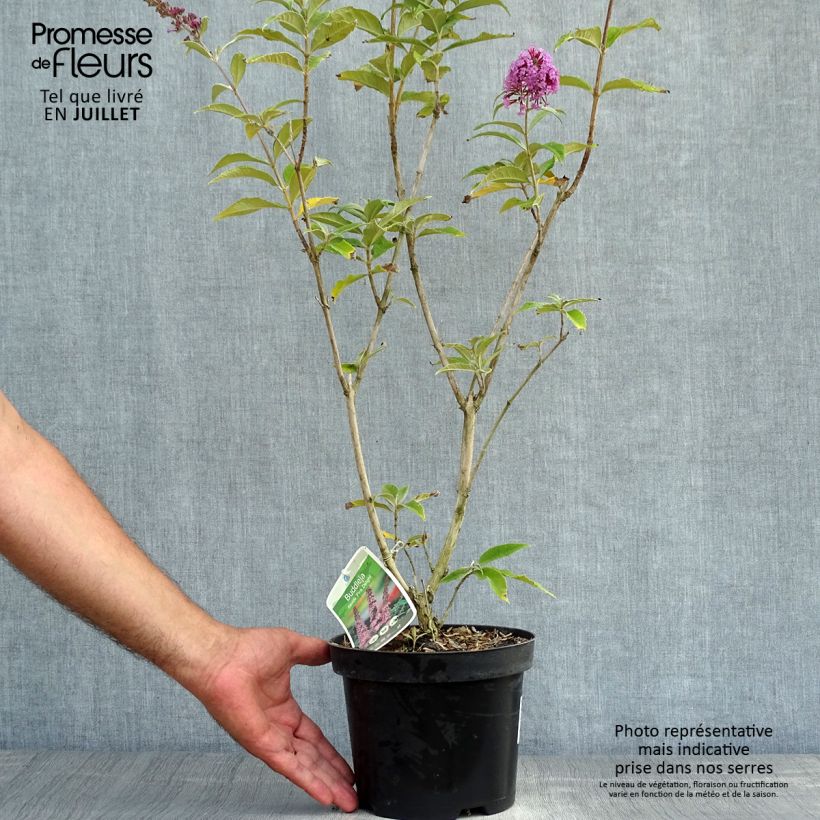 Esimerkki kesällä toimitetusta Syyssyrikkä Pink Delight Ruukku 3L / 4L-taimesta
