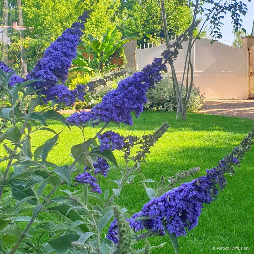 Syyssyrikkä Reve de Papillon Blue (Kukinta)