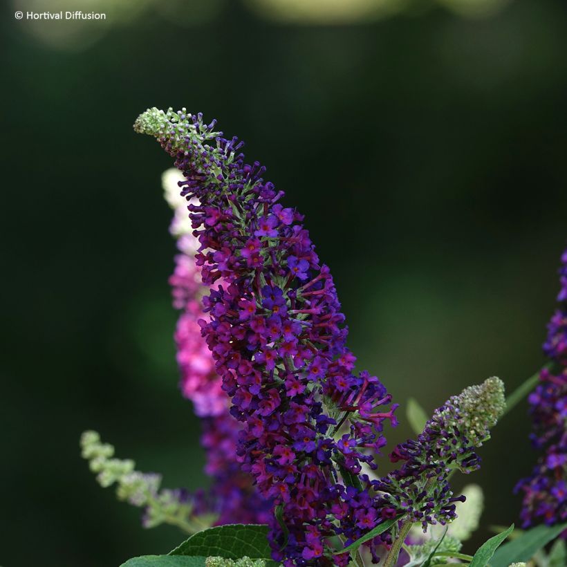 Syyssyrikkä Reve de Papillon Violet (Kukinta)