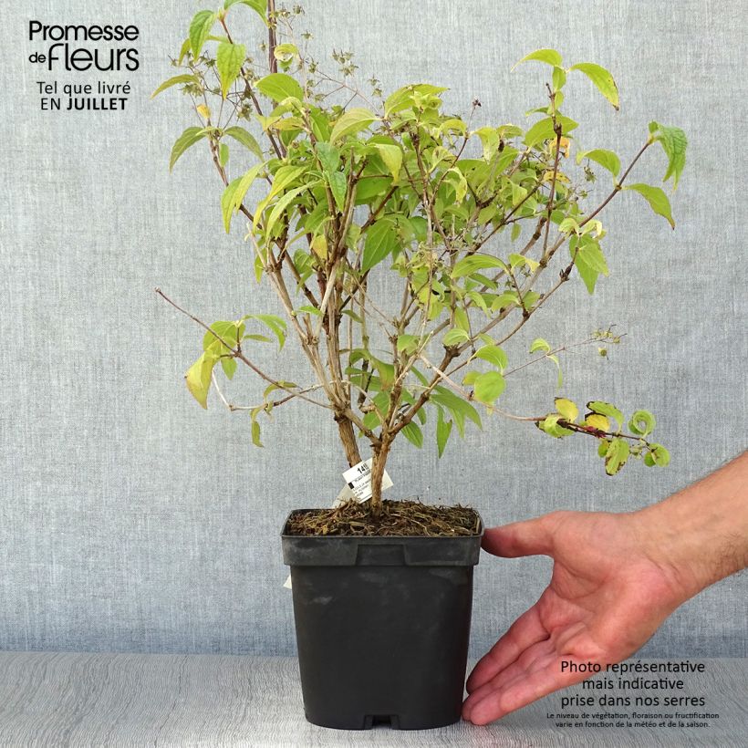 Esimerkki kesällä toimitetusta Syrikä Rêve de Papillon White Pot de 2L/3L-taimesta