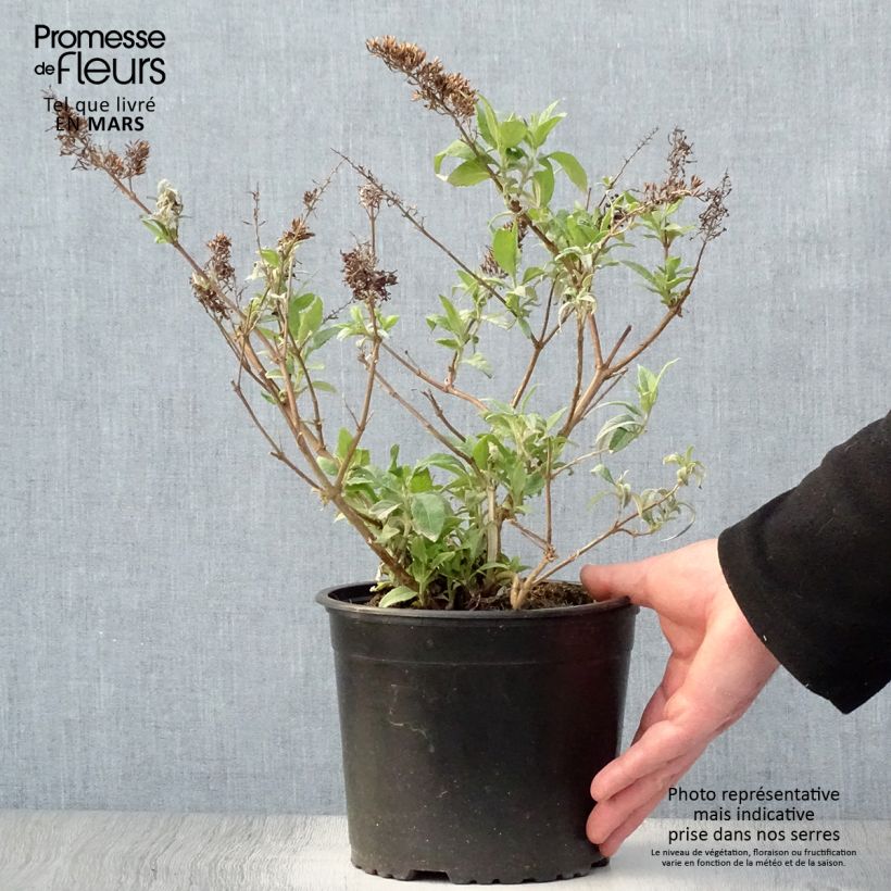 Esimerkki keväällä toimitetusta Syyssyrikkä Summer Beauty Pot de 2L/3L-taimesta