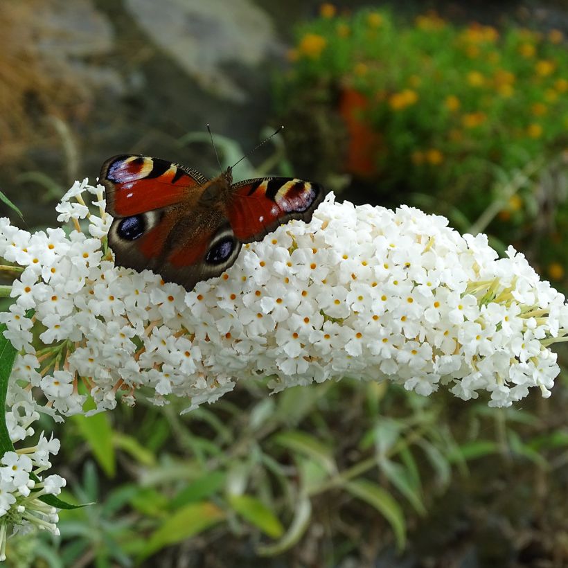 Syyssyrikkä White Profusion (Kukinta)