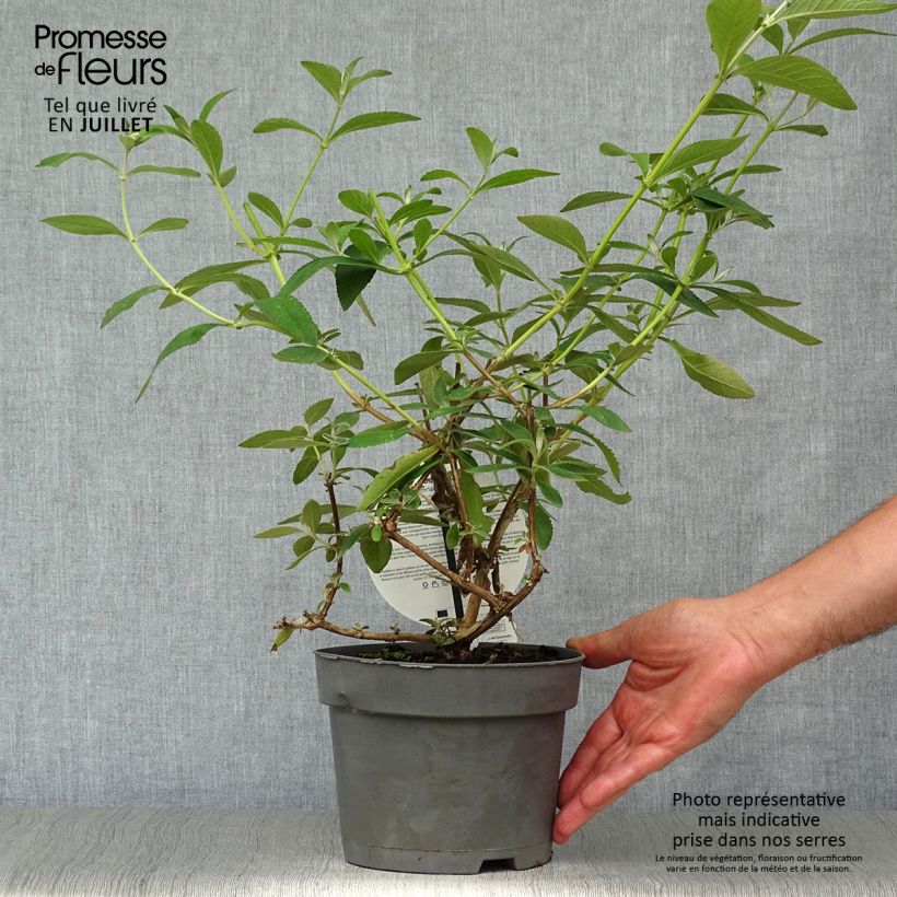 Esimerkki kesällä toimitetusta Syyssyrikkä Sungold Pot de 2L/3L-taimesta