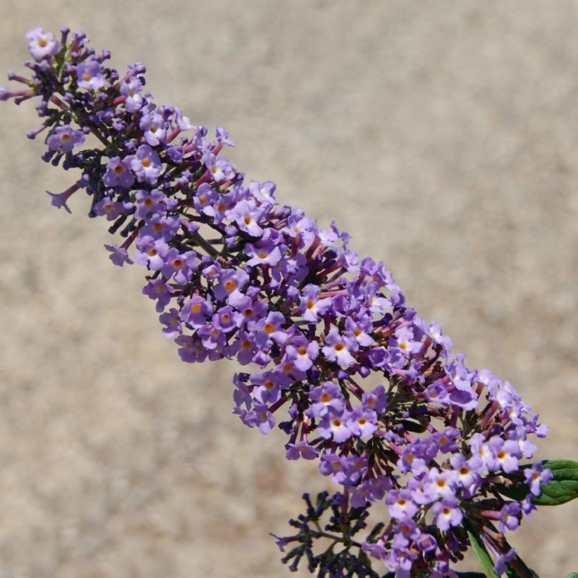 Syyssyrikkä BLOOMTASTIC Dreaming Lavender (Kukinta)