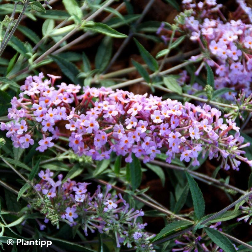 Syyssyrikkä Free Petite Lavender Flow (Kukinta)
