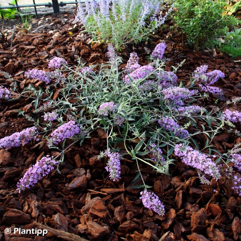 Syyssyrikkä Free Petite Lavender Flow (Kasvutapa)