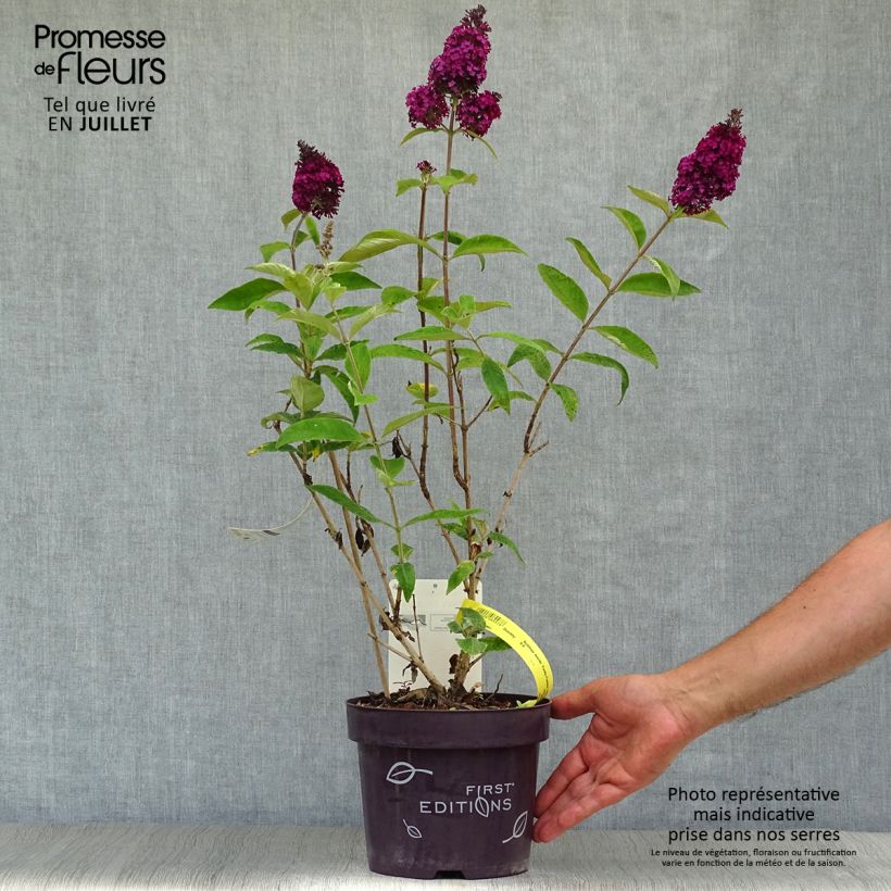 Esimerkki kesällä toimitetusta Syyssyrikkä Funky Fuchsia Pot de 2L/3L-taimesta