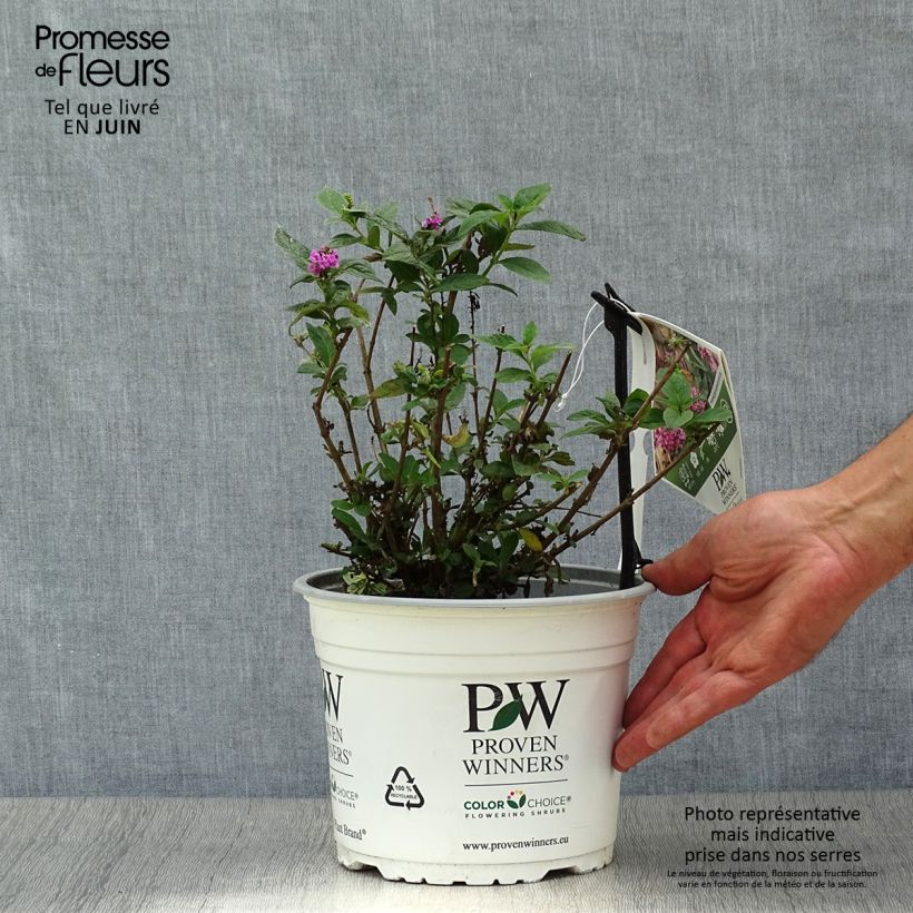 Esimerkki kesällä toimitetusta Syyssyrikkä Lo and Behold Pink Micro Chip Pot de 3L/4L-taimesta