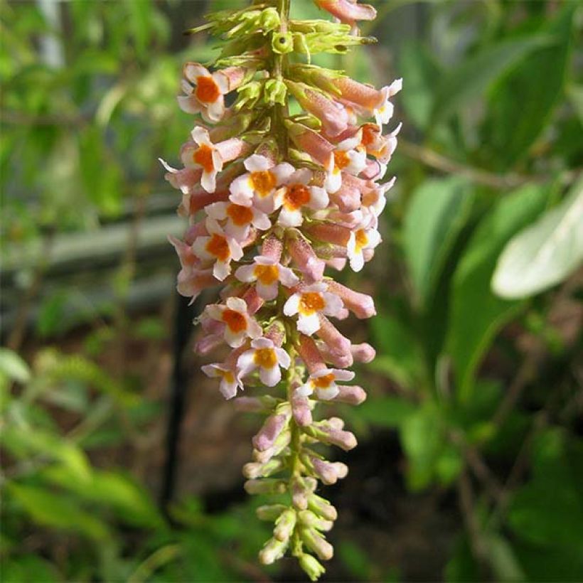 Syrikkä - Buddleja macrostachya (Kukinta)
