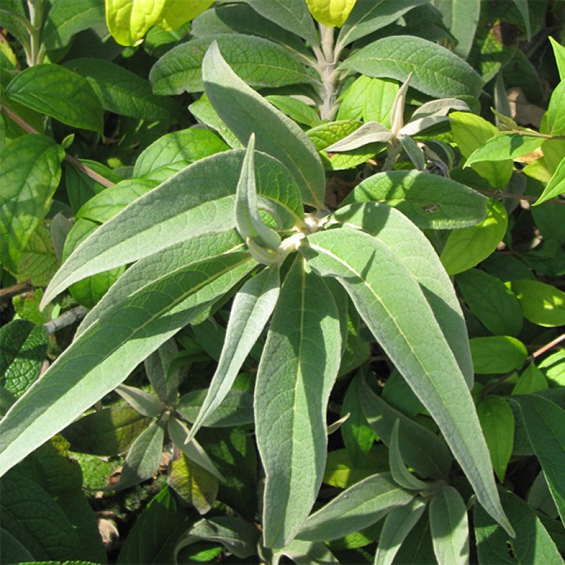 Syrikkä - Buddleja colvilei (Lehvistö)
