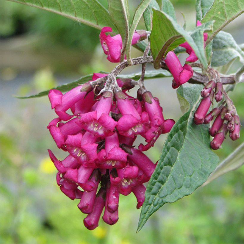 Syrikkä - Buddleja colvilei (Kukinta)