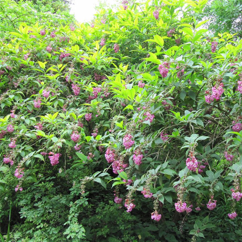 Syrikkä - Buddleja colvilei (Kasvutapa)