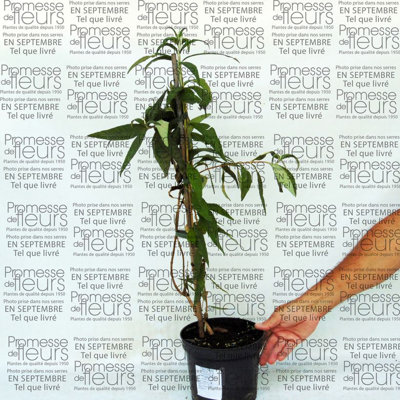 Esimerkki toimitetusta Syrikkä - Buddleja colvilei Pot de 2L/3L-taimesta