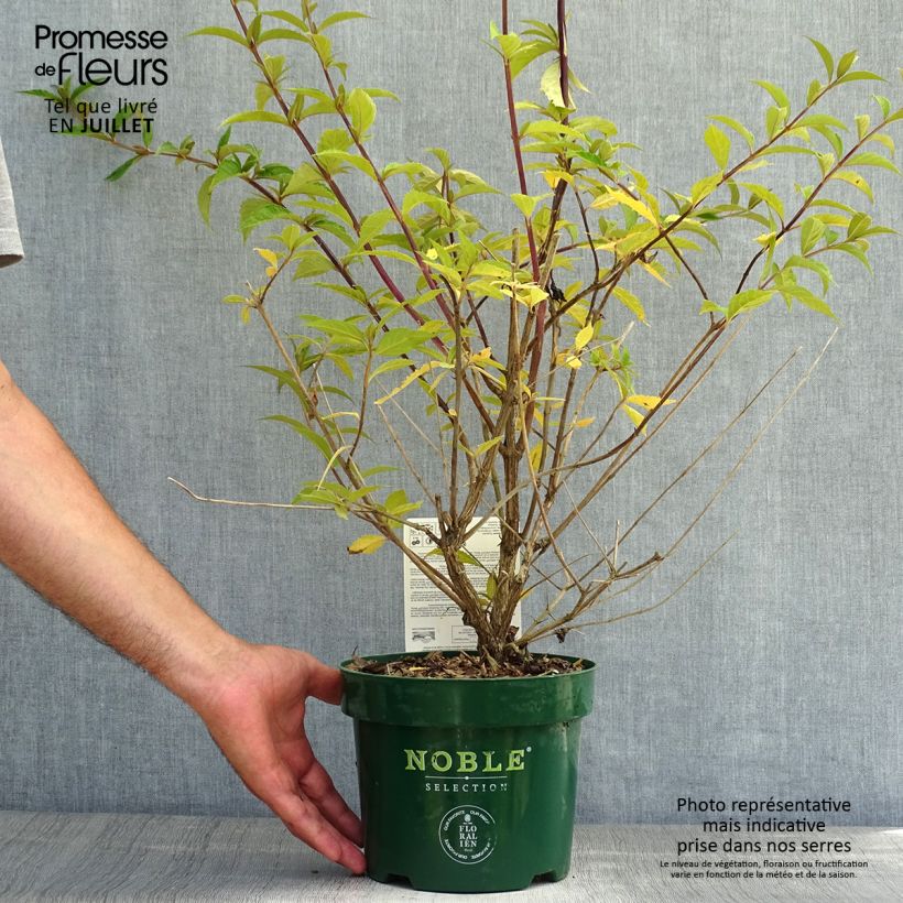 Esimerkki kesällä toimitetusta Syyssyrikkä Argus Velvet Pot de 3L/4L-taimesta