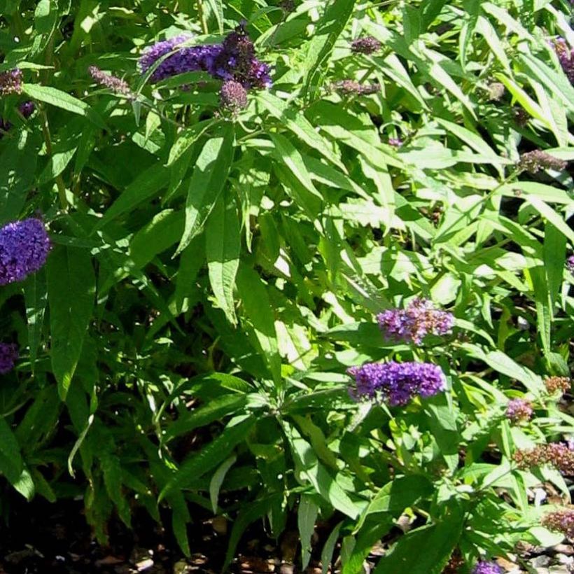 Syyssyrikkä Camberwell Beauty (Lehvistö)