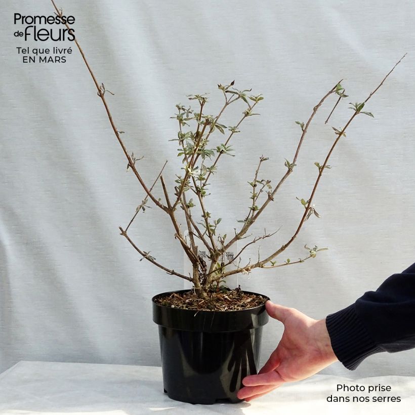 Esimerkki keväällä toimitetusta Syyssyrikkä Camberwell Beauty Pot de 3L/4L-taimesta