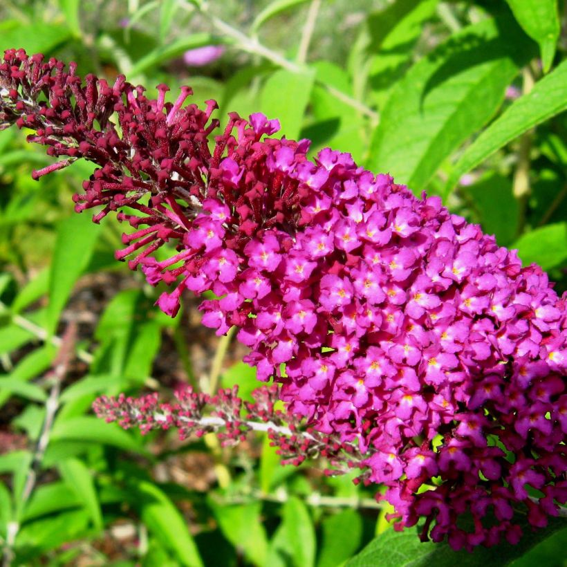 Syyssyrikkä Sugar Plum (Kukinta)
