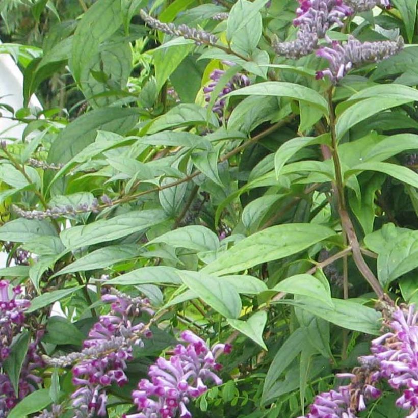 Syrikkä - Buddleja lindleyana (Lehvistö)