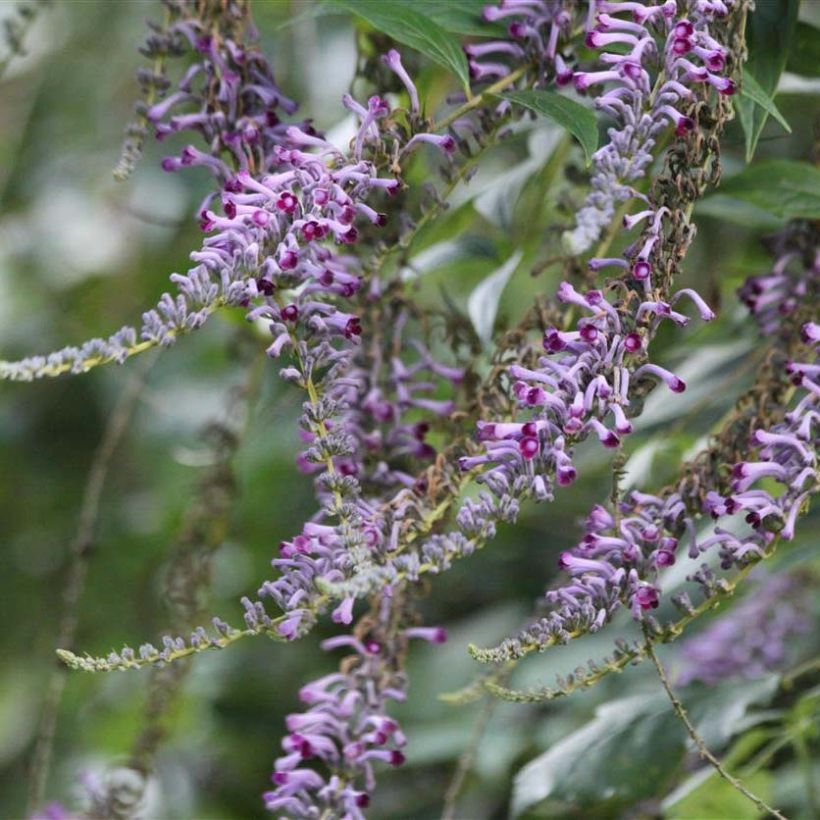 Syrikkä - Buddleja lindleyana (Kukinta)