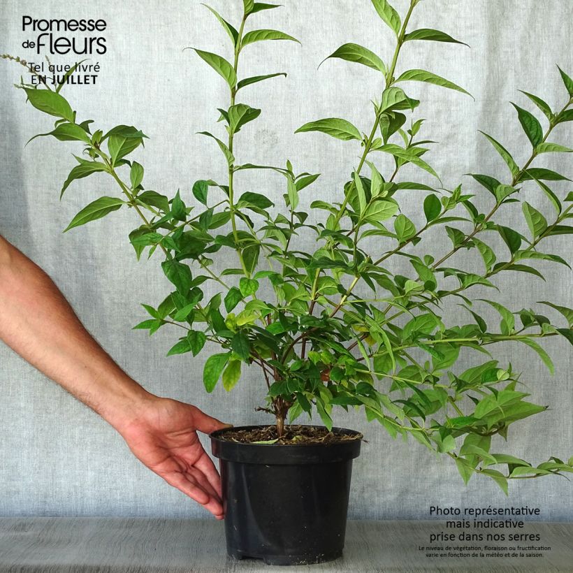 Esimerkki kesällä toimitetusta Syrikkä - Buddleja lindleyana Pot de 4L/5L-taimesta
