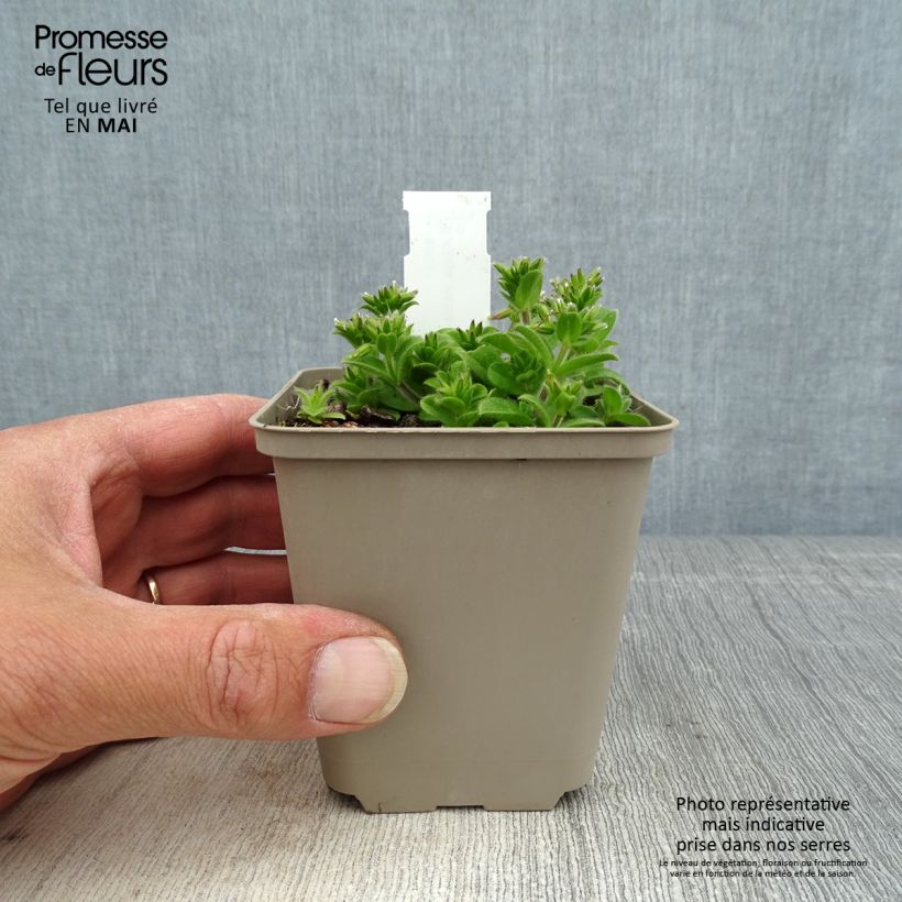 Esimerkki keväällä toimitetusta Akankaali Frosted Jade Godet de 8/9 cm-taimesta