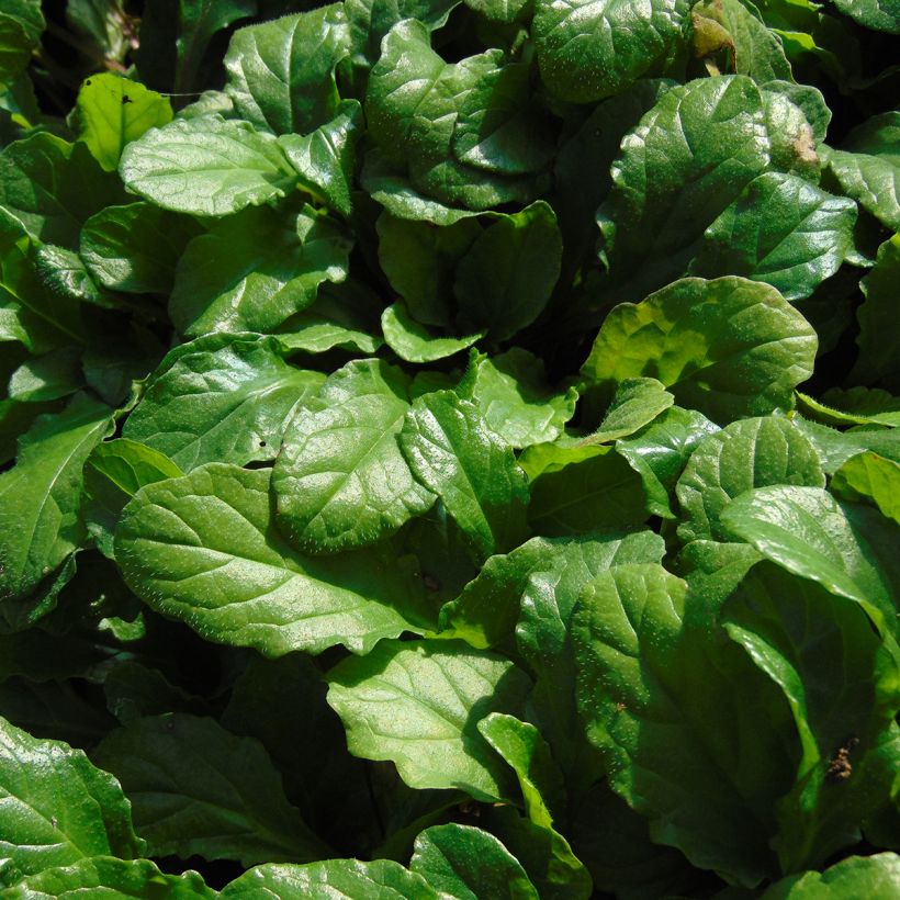 Rönsyakankaali - Ajuga reptans (Foliage)