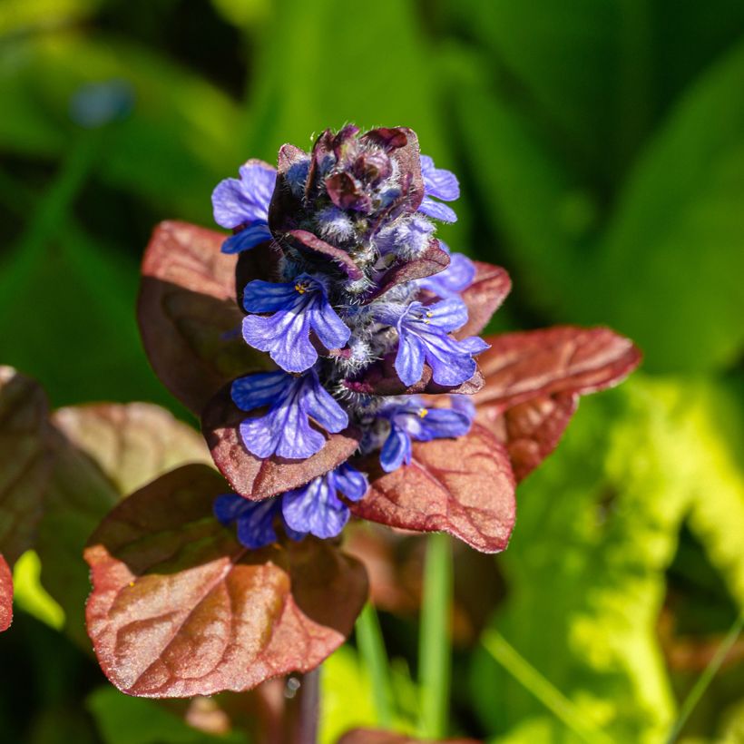 Rönsyakankaali Atropurpurea (Kukinta)
