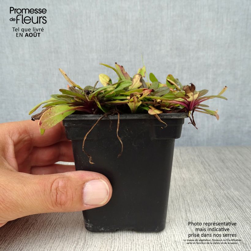 Esimerkki kesällä toimitetusta Rönsyakankaali Atropurpurea Taimiruukku 7/8 cm-taimesta