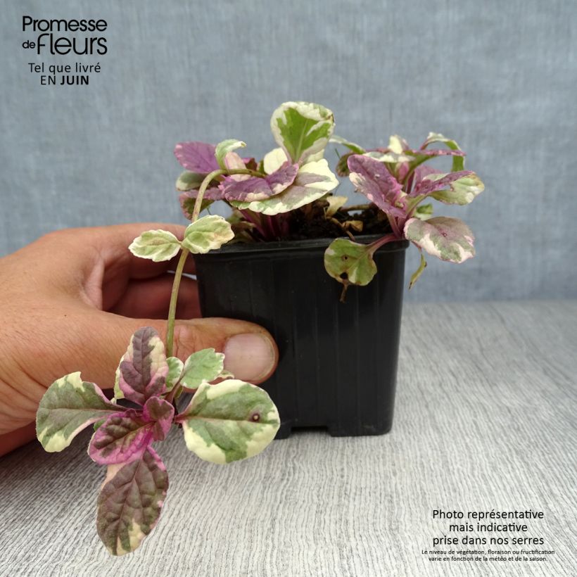 Esimerkki kesällä toimitetusta Rönsyakankaali Burgundy Glow Taimiruukku 7/8 cm-taimesta