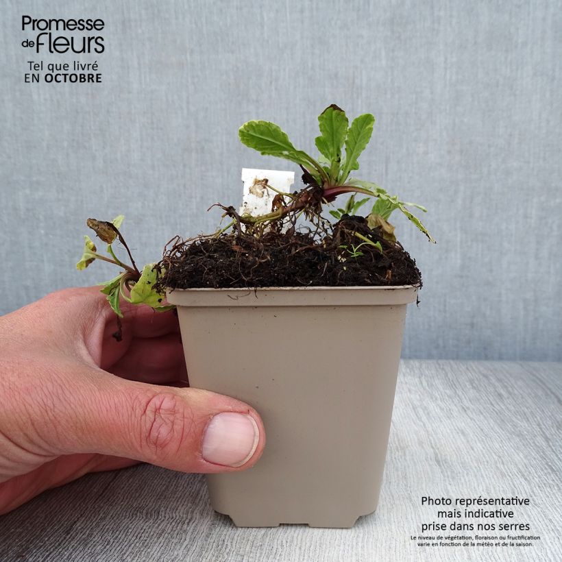 Esimerkki syksyllä toimitetusta Rönsyakankaali Golden Glow 8/9 cm taimiruukku-taimesta