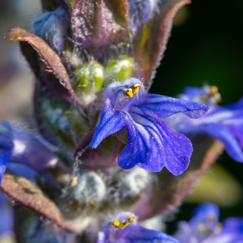 Rönsyakankaali - Ajuga reptans (Flowering)
