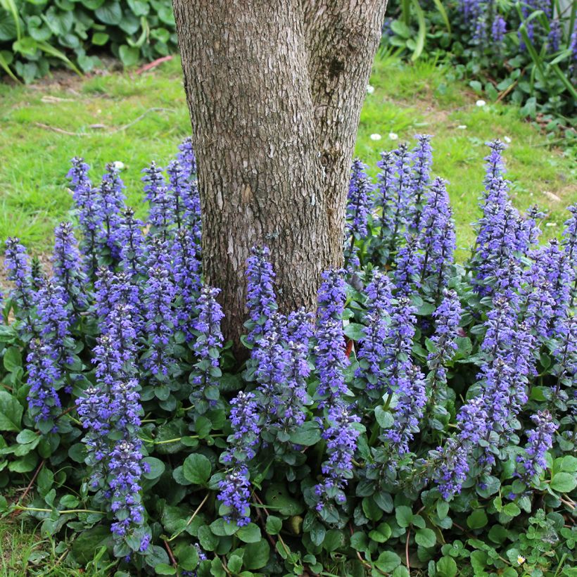Rönsyakankaali - Ajuga reptans (Plant habit)