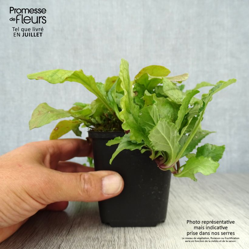 Esimerkki kesällä toimitetusta Rönsyakankaali - Ajuga reptans Godet de 8/9 cm-taimesta