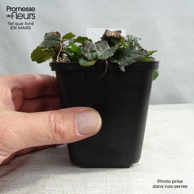 Example of Rönsyakankaali - Ajuga reptans Godet de 8/9 cm as you get in printemps