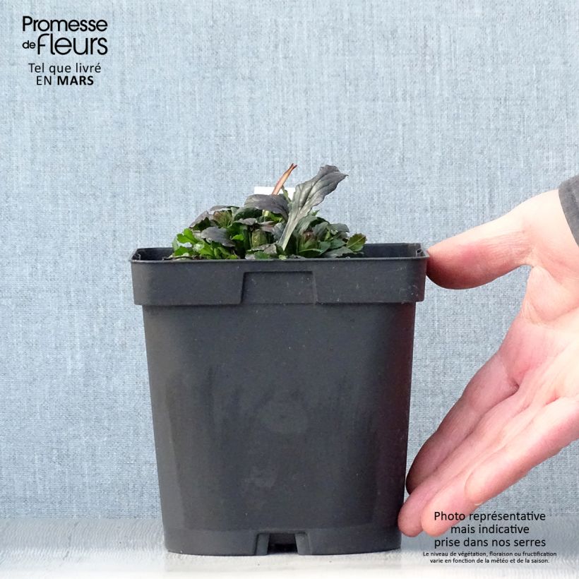 Example of Rönsyakankaali - Ajuga reptans Pot de 2L/3L as you get in printemps