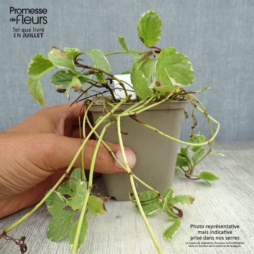 Esimerkki kesällä toimitetusta Rönsyakankaali Variegata Taimiruukku 8/9 cm-taimesta