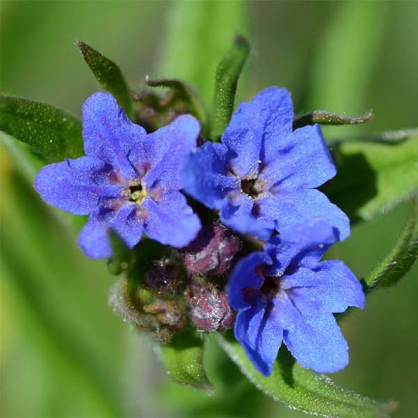 Buglossoides purpurocaerulea (Kukinta)