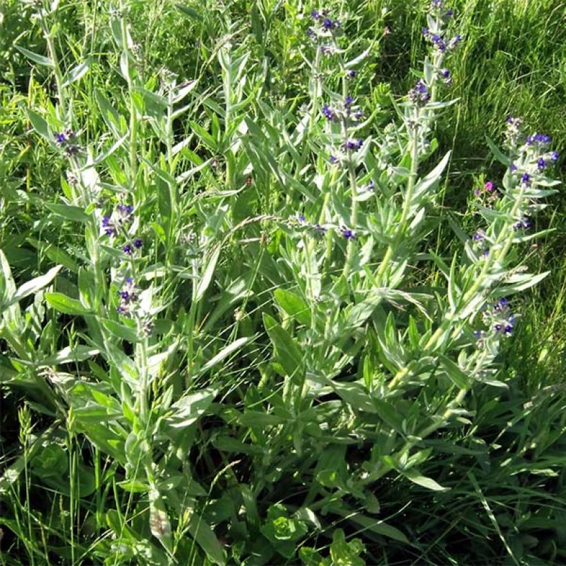 Buglossoides purpurocaerulea (Kasvutapa)
