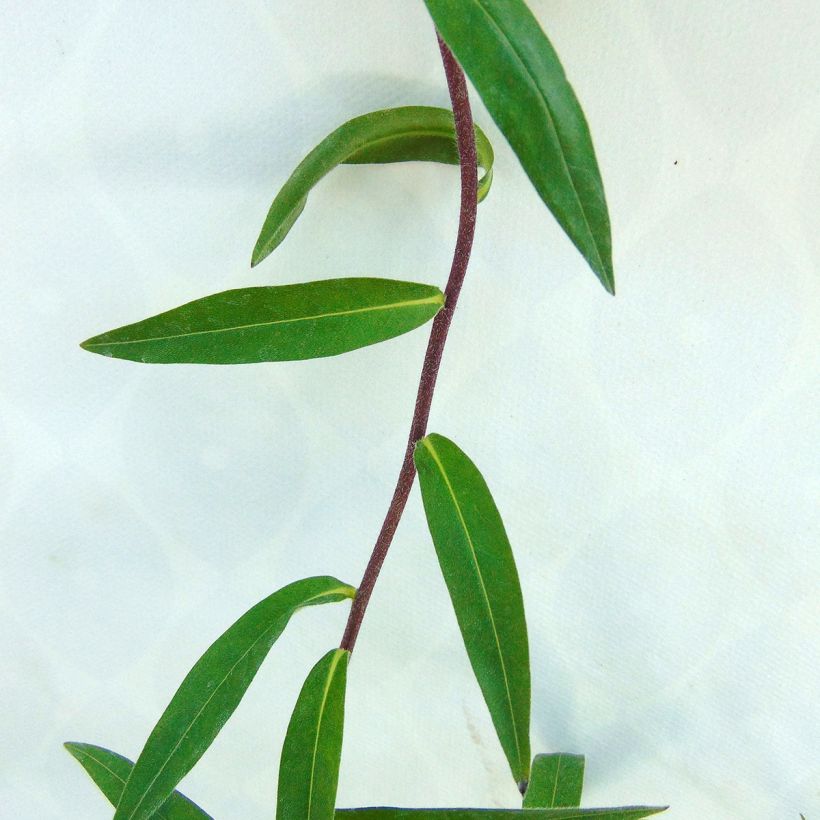 Buglossoides purpurocaerulea (Lehvistö)