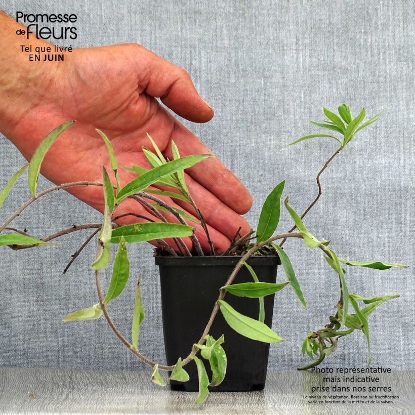 Esimerkki kesällä toimitetusta Buglossoides purpurocaerulea 8/9 cm taimiruukku-taimesta