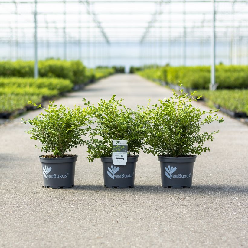 Isopuksipuu Betterbuxus Babylon Beauty (Kasvutapa)