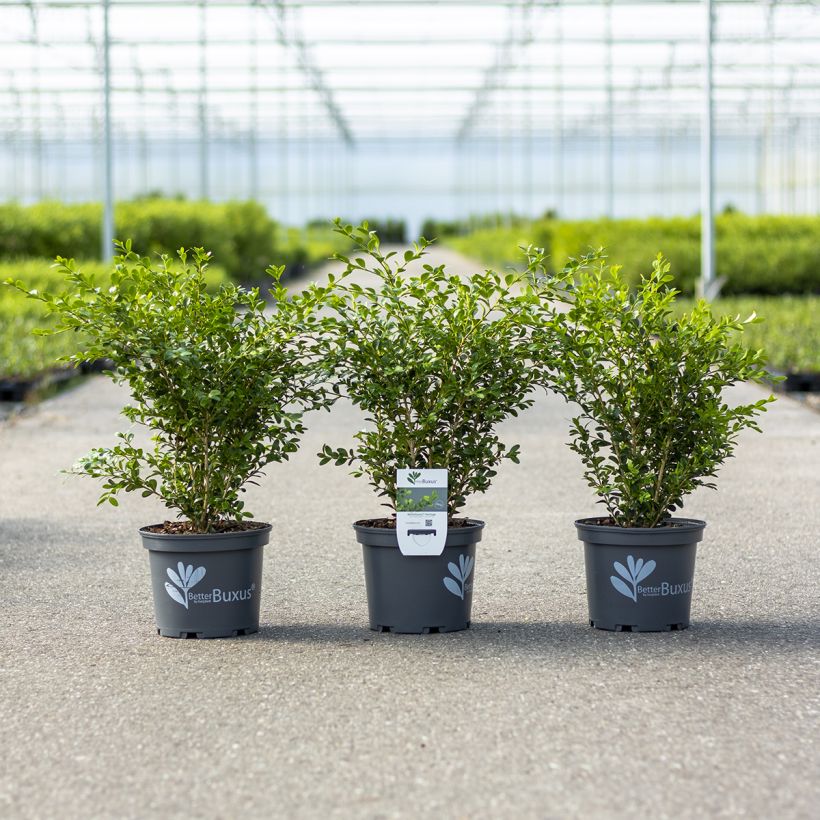 Isopuksipuu Betterbuxus Heritage (Kasvutapa)