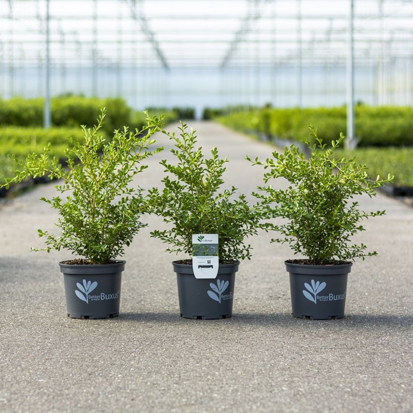 Isopuksipuu Betterbuxus Renaissance (Kasvutapa)